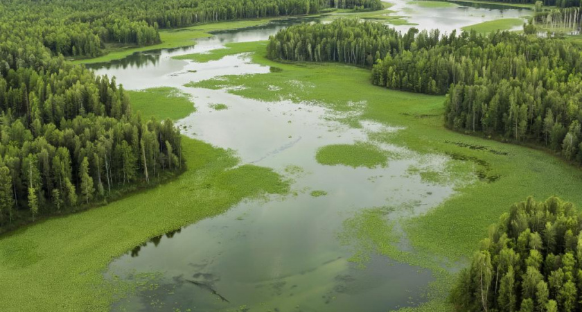 Воронежское водохранилище превратилось в зелёную жижу