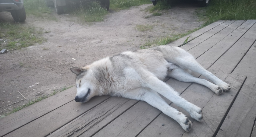 В Воронежской области зафиксировано более трех тысяч случаев пропажи домашних любимцев