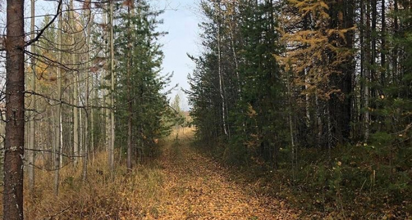 В рамках патриотической акции в Воронежской области высадили 23 тысячи деревьев