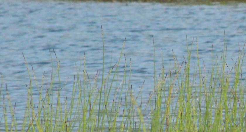Страшная трагедия на воде: в Воронежской области утонула девочка