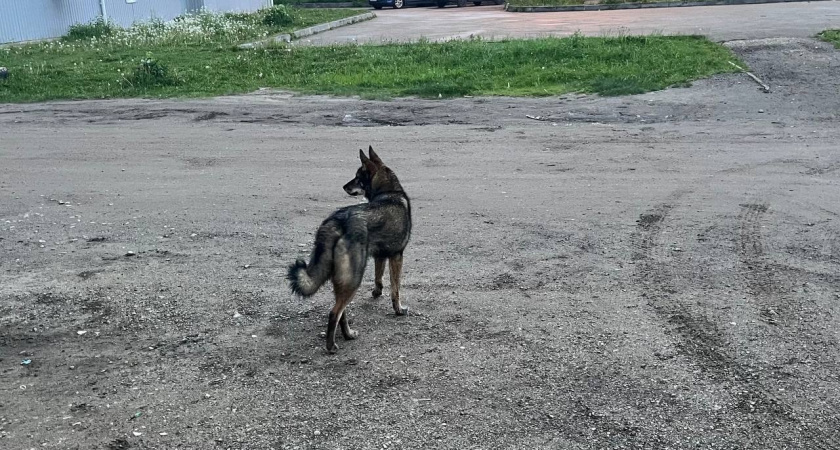 В Воронеже бродячая собака напала на женщину 