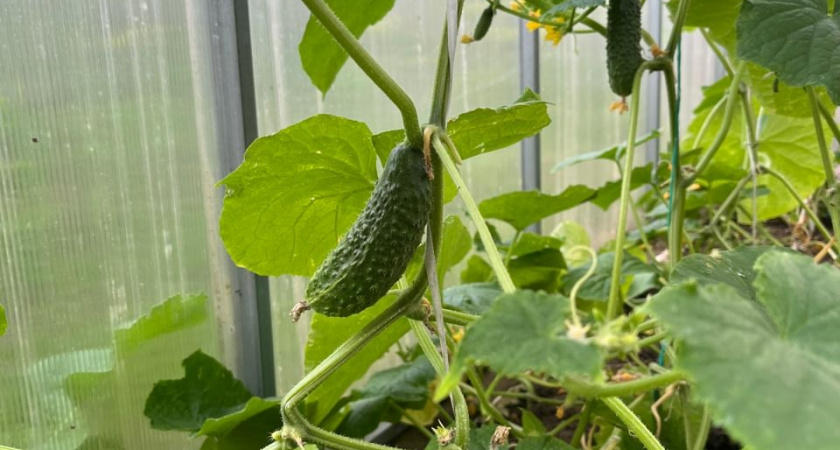Как вернуть к жизни огурцы с желтеющими листьями: проверенные методы