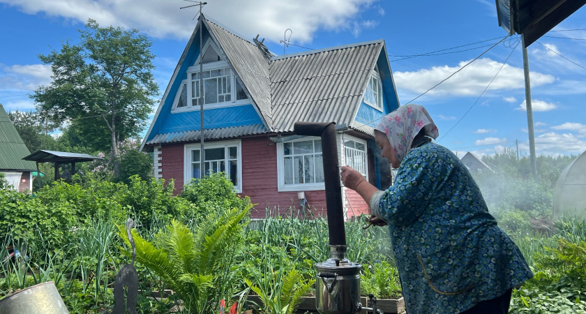 Воронежские дачники рискуют получить срок за разведение могильника
