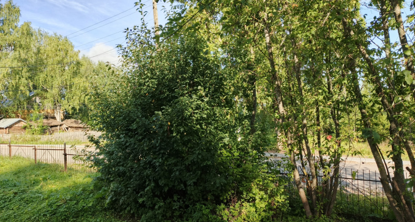 Дачник остановись! Это дерево в саду сажать точно не надо. Но кто б, это еще и слушал. А потом жалуются, то на тлю, то на гусениц, то на все