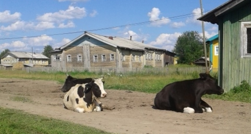 Переехали жить в деревню и только через год поняли, почему в деревнях больше не обеспечивают себя хозяйством