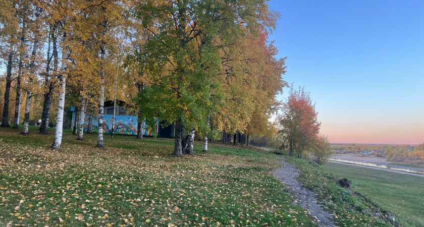 В Воронеже рухнувшая берёза чуть не навредила детям