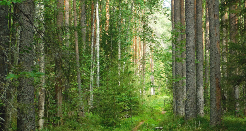 Профильные службы подсчитали ущерб в Воронежском заповеднике после весеннего пожара
