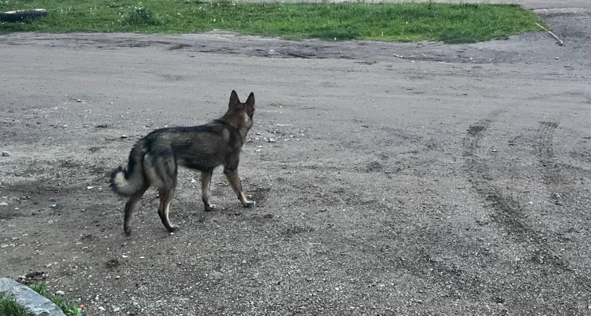 В Воронеже возбудили уголовное дело после нападения бездомной собаки на женщину