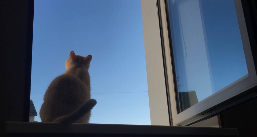 Кто умнее — кошки или собаки? Научный ответ нейробиологов поставил жирную точку в споре