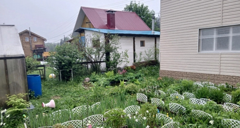 Закопала лавровый лист в огороде — и спокойна всю зиму: делаю так каждую осень, эффект радует не один десяток лет