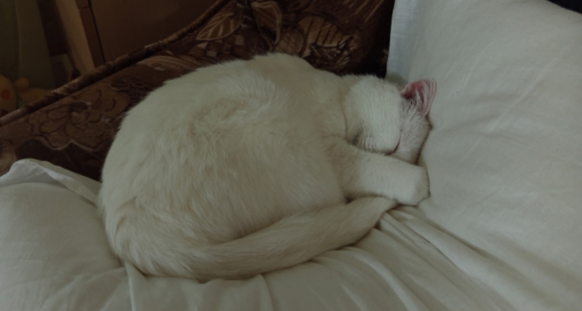 Почему кошка сама приходит в чужой дом. Что означает цвет шерсти бродячего животного