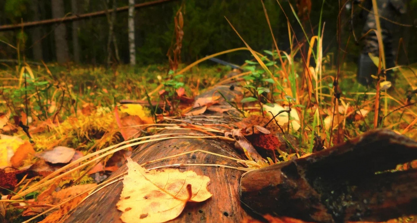 Теплее чем вчера: погода в Воронежской области на 17 октября