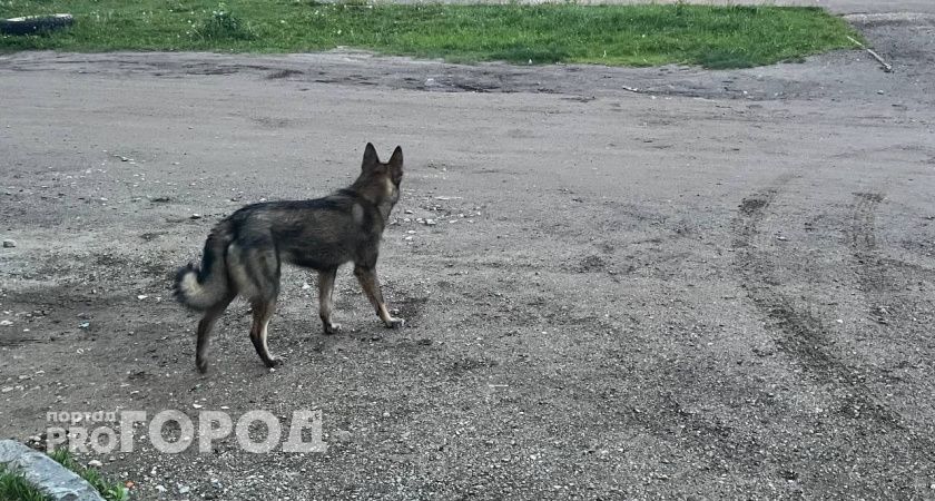 В Воронежской области 11-летний мальчик получит 50 тысяч за укусы бездомных псов