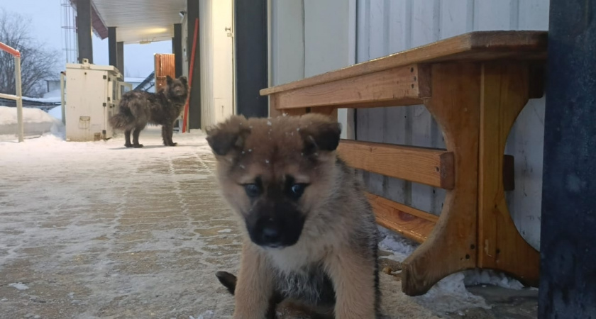 Ученые озвучили животное умнее собак: вот кто умнее наших питомцев