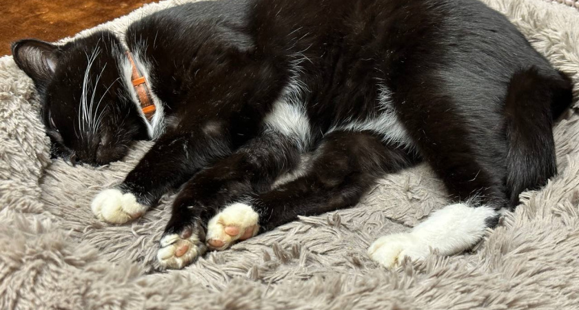 Три безобидные привычки хозяев, которые медленно убивают кошек чуть ли не ежедневно