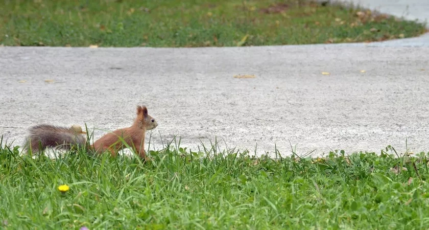 В Воронежской области зарегистрировали новый случай заболевания животного бешенством