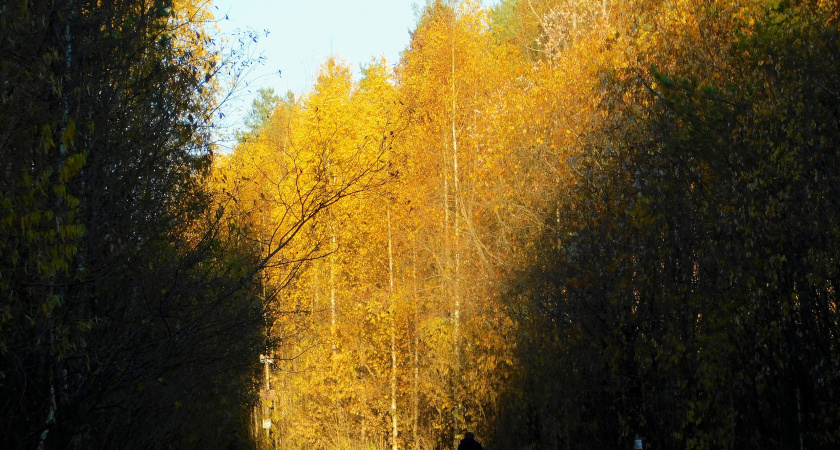 В Воронежской области 31 октября похолодает до +1 градуса 