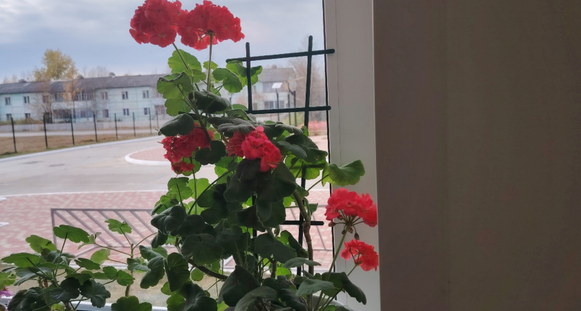 Крошку в горшок — и герань как подменили: листва не желтеет, а бутоны лезут даже на молодых черенках