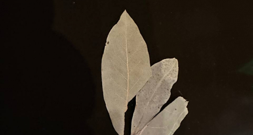 Закопала лавровый лист в огороде — и спокойна всю зиму: делаю так каждую осень, эффект радует не один десяток лет