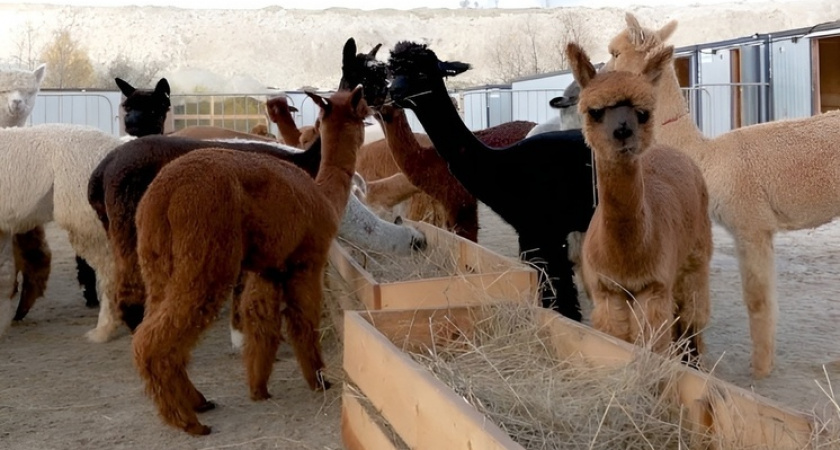 Карантин для альпак из Чили в Воронежской области успешно завершён