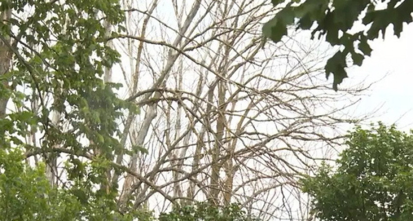 В Воронежской области зафиксирован очаг опасного заболевания ясеня