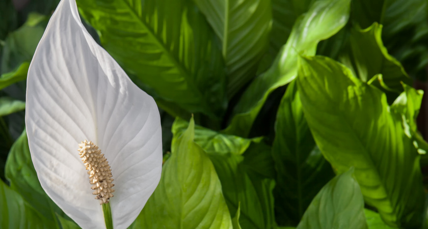 Спатифиллум цветёт почти круглый год. Удобряю его только этими 2 средствами, перепробовав массу народных и дорогих покупных вариантов