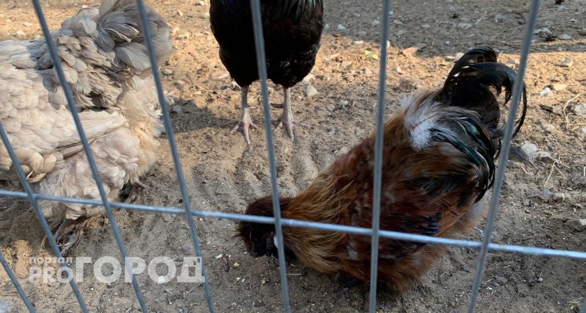 В воронежском селе ввели карантин из-за вспышки бешенства