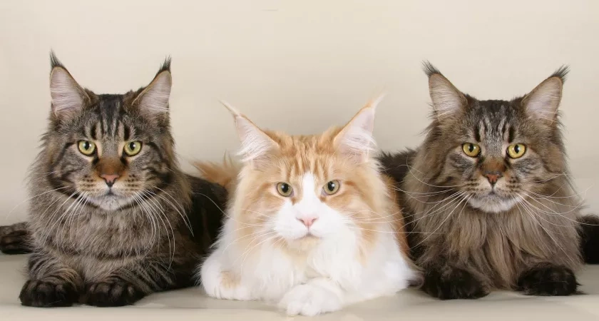 Мейн-кун: то, о чём владельцы предпочитают молчать