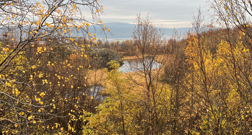 Небольшие осадки и повышение температуры: прогноз погоды в Воронежской области на 7 ноября