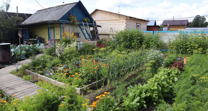 Закопала лавровый лист в огороде — и спокойна всю зиму: делаю так каждую осень, эффект радует глаз не один десяток лет