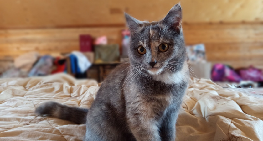 Почему кот постоянно мяукает без причины и ходит по дому — никогда не игнорируйте эти сигналы