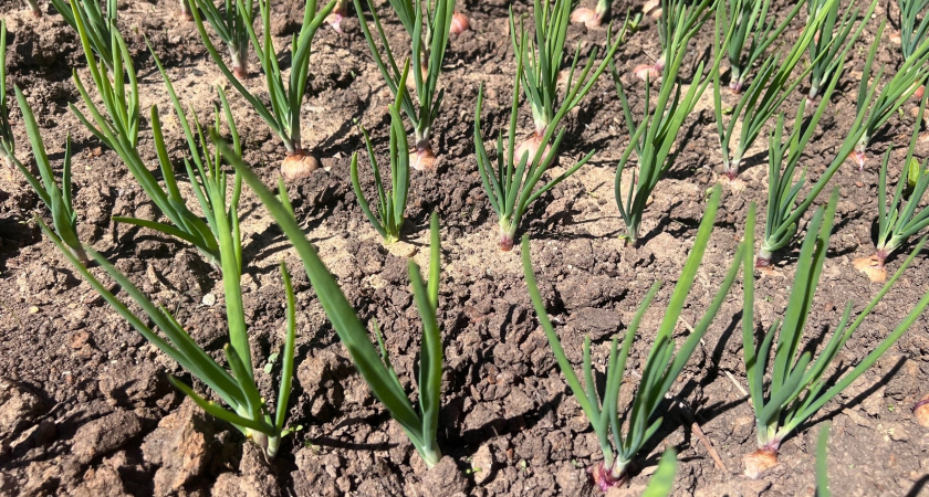 В Воронежской области собрали рекордный урожай зерновых