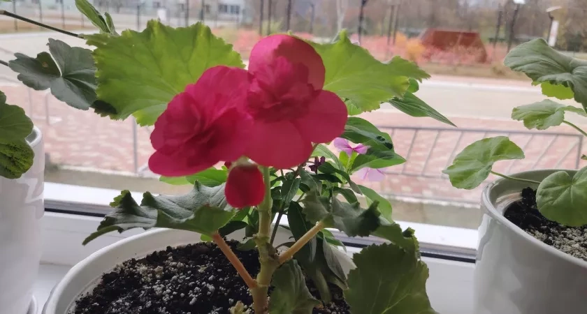 Чем подкормить герань в ноябре, чтобы она цвела даже зимой: добавьте эти кристаллы в воду - растение сразу скажет спасибо