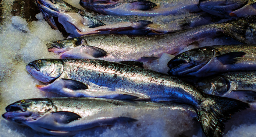 Взял форель в "Светофоре" для засолки икры — только дома понял, какая она: мой честный обзор