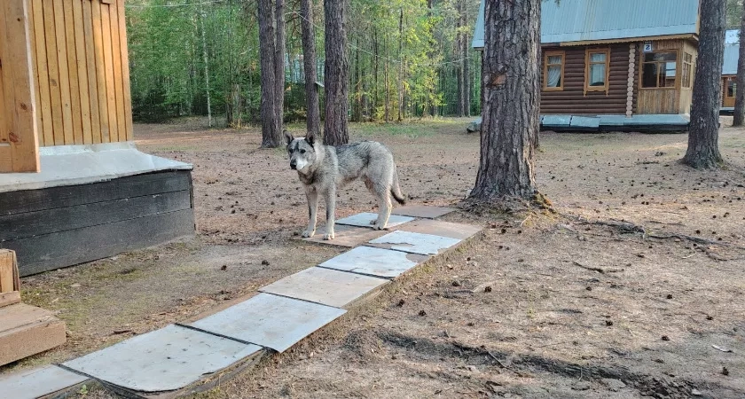 Не грызут мебель и не пахнут: три самые аккуратные породы собак - идеальны для квартиры