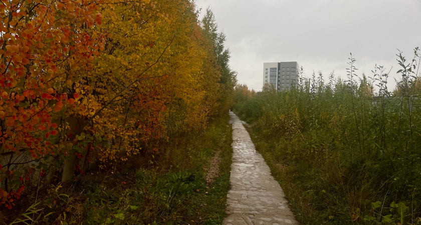 Повышенная влажность и густой туман: прогноз погоды в Воронежской области на 12 ноября
