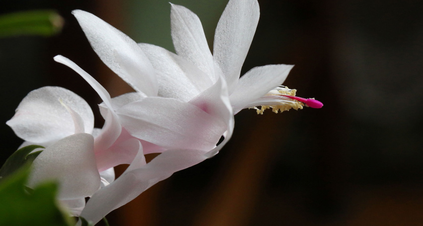 Уход за декабристом осенью-зимой для пышного цветения: простые, но рабочие действия