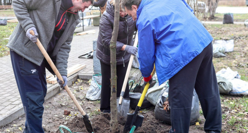 Мэр Воронежа Сергей Петрин поддержал акцию по осеннему озеленению города 