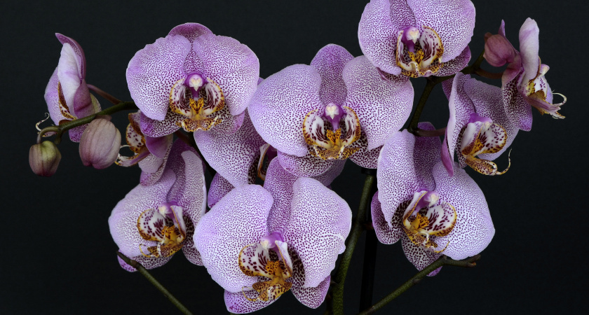 Беру 2 л кипятка и мандарины - орхидеи и спатифиллум воскресают за 24 часа: реактивная сыворотка