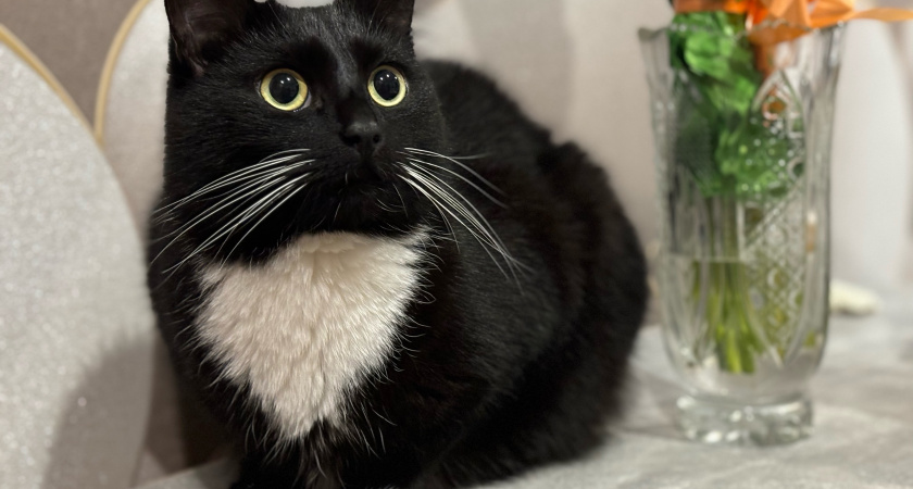 Последние дни кошки: 5 тревожных сигналов, которые говорят о приближении конца ее жизни