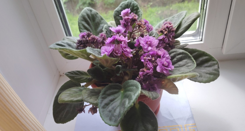 6 натуральных средств для подкормки домашних цветов, которые есть в каждом доме