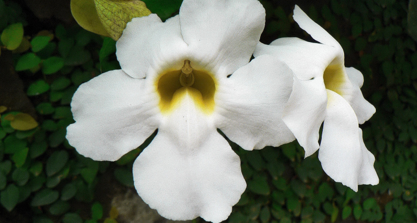 Всем орхидеям в ноябре — срочно: капаю 3 капли в воду — и очнется даже поникший цветонос