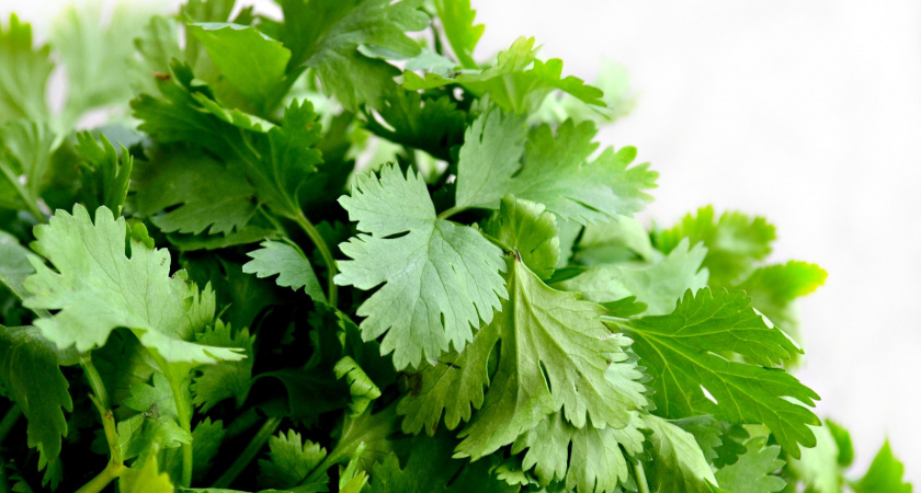 Всегда свежая зелень под рукой: быстрое выращивание петрушки на подоконнике квартиры