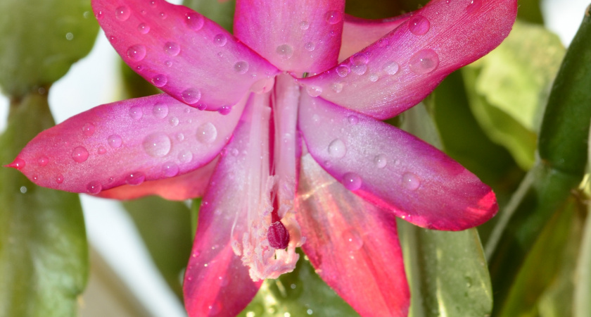 Раскинется как пальма: в ноябре поливаю декабрист только этим серым раствором, цветет 3 месяца подряд
