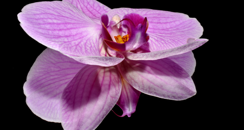 1 ст. ложка под корень — и орхидея цветет как не в себя: выпускает крупные и яркие бутоны пачками