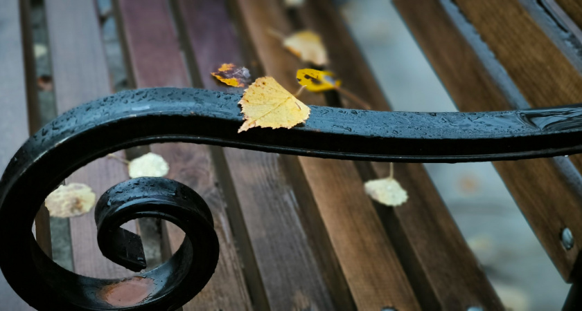 Тёплый день с небольшими осадками: прогноз погоды в Воронежской области на 24 ноября