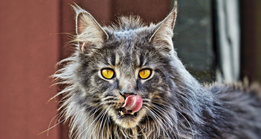 Мейн-кун: то, о чём владельцы предпочитают не говорить