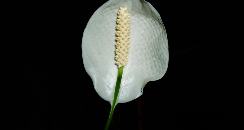 Берем ножницы и режем: эта безжалостная процедура оживит спатифиллум – новые бутоны прут без остановки