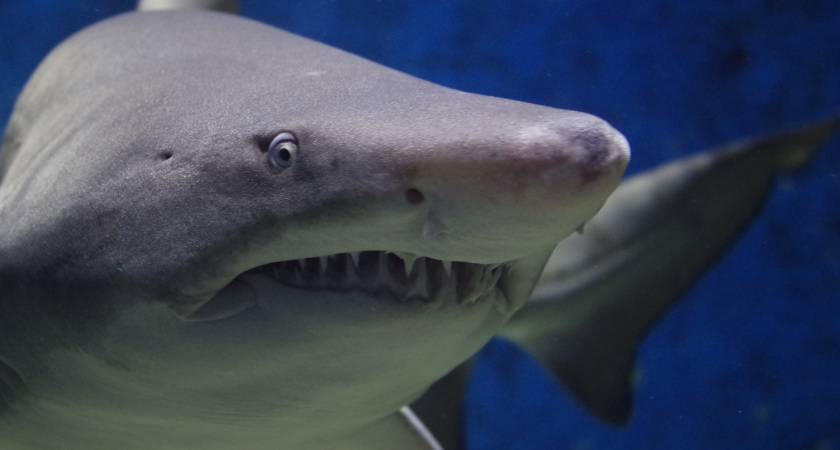 Почему ни одна акула в здравом уме не станет заплывать в Черное море