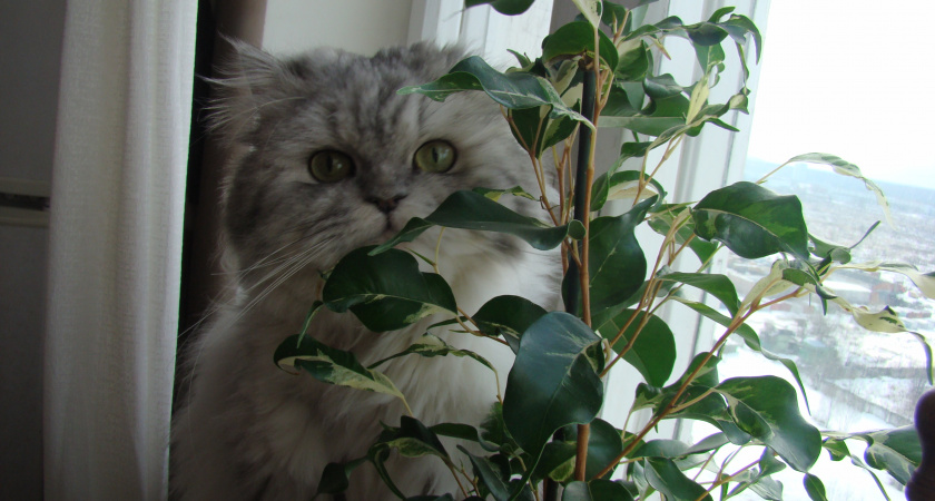 По 3 капли на раствор: фикус зазеленеет и выпустит новые "стрелы" - поливаем так в ноябре